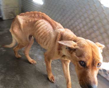 Cookie in the NC Shelter shortly after she was rescued
