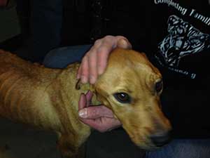 Cookie At Horsham Vet