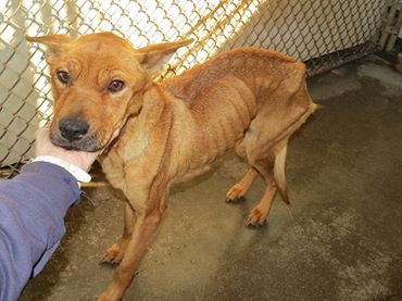 Cookie before her Flight to Wags